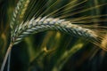 Unripe ear of common wheat in field Royalty Free Stock Photo