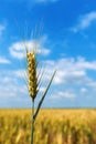 Unripe ear of wheat crop in cultivated agricultural field ready for harvest Royalty Free Stock Photo