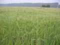 Unripe ears grain in the field growing rye and wheat in the summer Royalty Free Stock Photo