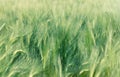 Unripe field of agricultural crops wheat, oat, rye, barley Royalty Free Stock Photo