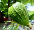 Unripe Fig fruit on the branch