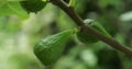 Fig fruits at tree, steadicam close-up