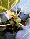 Unripe figs on a branch among green foliage, fruits