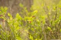 Blueberries cowberries in early spring Royalty Free Stock Photo