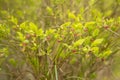 Blueberries cowberries in early spring Royalty Free Stock Photo