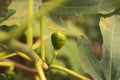 Unripe fresh green fig growing, ripening on a branch of a fig tree with green leaves. Farming, gardening, harvest concept Royalty Free Stock Photo