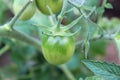 Unripe fresh green tomato  village market organic tomato with green blurred background Royalty Free Stock Photo