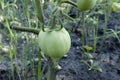 Unripe fresh green tomato, village market organic tomato with green blurred background Royalty Free Stock Photo