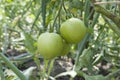 Unripe fresh green tomato, village market organic tomato with green blurred background Royalty Free Stock Photo