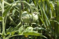 Unripe fresh green tomato, village market organic tomato with green blurred background Royalty Free Stock Photo