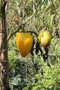 Unripe fresh green tomato, village market organic tomato with green blurred background Royalty Free Stock Photo