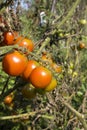 Unripe fresh green tomato, village market organic tomato with green blurred background Royalty Free Stock Photo