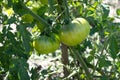 Unripe fresh green tomato, village market organic tomato with green blurred background Royalty Free Stock Photo