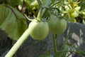 Unripe fresh green tomato, village market organic tomato with green blurred background Royalty Free Stock Photo