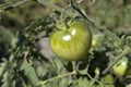 Unripe fresh green tomato, village market organic tomato with green blurred background Royalty Free Stock Photo