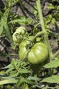 Unripe fresh green tomato, village market organic tomato with green blurred background Royalty Free Stock Photo