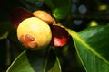 Unripe fresh mangosteen (Garcinia mangostana Linn)