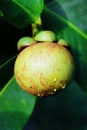 Unripe fresh mangosteen (Garcinia mangostana Linn)