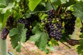 Unripe fresh red grapes fruits close up