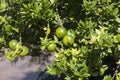 Unripe fruit of a Citris X aurantium Myrtifolia or chinotto orange tree Royalty Free Stock Photo