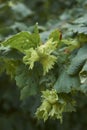 Unripe fruit of Corylus avellana Royalty Free Stock Photo