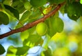 Unripe fruit of a green apricot hanging on a tree branch