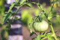 Unripe fruit of tomatoes Royalty Free Stock Photo