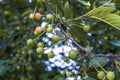 Unripe fruit trees, unripe cherry fruit, pictures of raw fruit Royalty Free Stock Photo