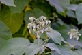 Unripe fruits of dwarf tree tomato, Cyphomandra abutiloides, Solanum abutiloides, in summer