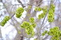 Unripe fruits of an elm stocky Ulmus pumila L. Royalty Free Stock Photo