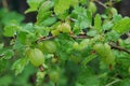 Unripe fruits of a Gooseberry (Ribes uva-crispa) Royalty Free Stock Photo