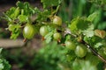 Unripe fruits of a Gooseberry (Ribes uva-crispa) Royalty Free Stock Photo