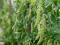 Unripe fruits of green peas in the garden Royalty Free Stock Photo