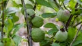 Unripe fruits of Japanese Quince