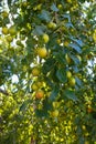 Unripe fruits Kanar of Sidra tree Ziziphus spina-christi