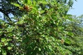 Unripe fruits in the leafage of mulberry in June