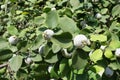 Unripe fruits in the leafage of quince in September