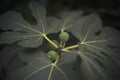 Unripe fruits and leaves of Fig closeup Royalty Free Stock Photo