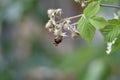 Unripe fruits of a Raspberry (Rubus idaeus) with a bumblebee