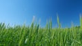 Unripe grain farm field. Low anlgle view. Beautiful blue sky. Green ripe ears of wheat in rays of sun sway in wind. Royalty Free Stock Photo