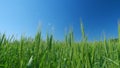 Unripe grain farm field. Low anlgle view. Beautiful blue sky. Green ripe ears of wheat in rays of sun sway in wind. Royalty Free Stock Photo