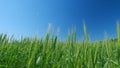 Unripe grain farm field. Low anlgle view. Beautiful blue sky. Green ripe ears of wheat in rays of sun sway in wind. Royalty Free Stock Photo