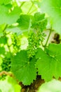 Unripe grape cluster