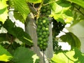 Unripe grapes 5