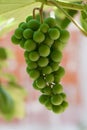 Unripe grapes Royalty Free Stock Photo