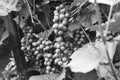 Unripe grapes (Black and White)