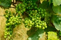 unripe grapes on a grapevine