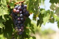 Unripe grapes. A multi-colored bunch of grapes ripens on the vine under the bright sun. Close-up. Selective focus