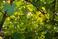 Unripe grapes on the vine Royalty Free Stock Photo