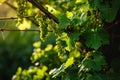 Unripe grapes on the vine. Green leaves at sunset. DIY Royalty Free Stock Photo